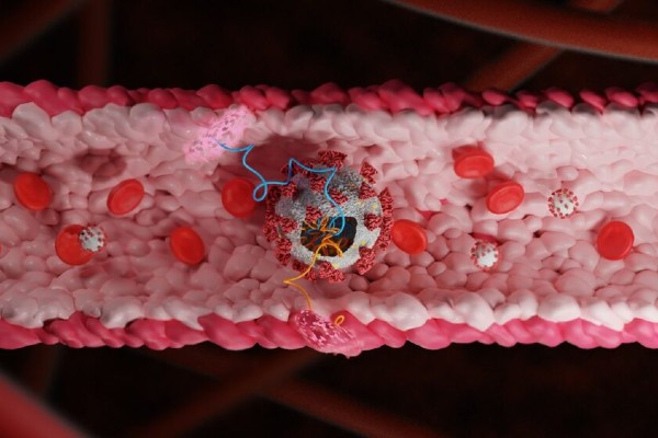 Israeli scientists identify coronavirus proteins that harm blood vessels