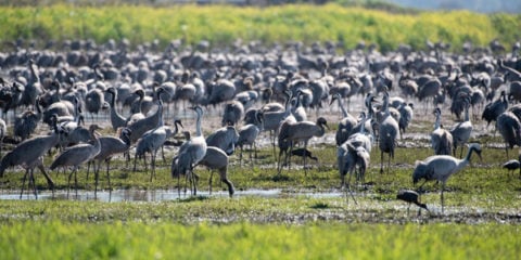 cranes