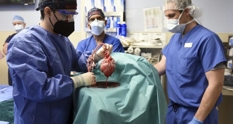 World’s first: US surgeons transplant pig heart into human patient