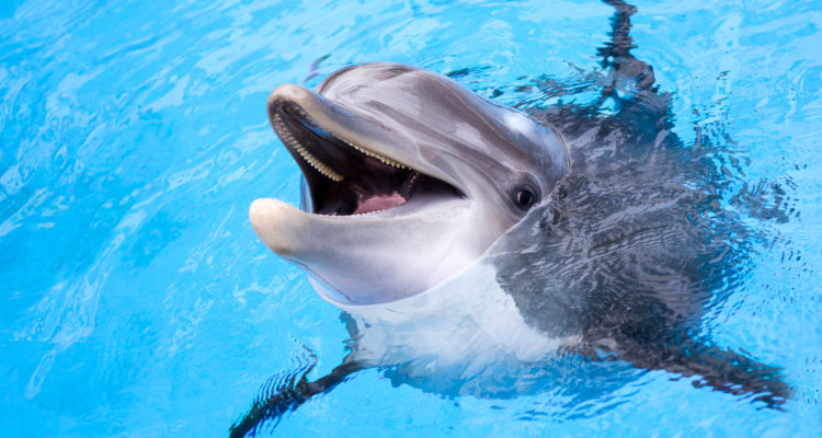 Hamas accuses Israel of deploying ‘killer Zionist dolphins’