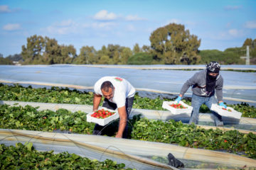Israeli strawberry farmer