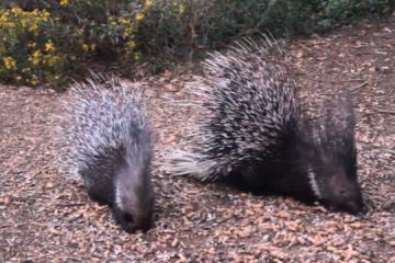 Porcupines