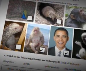 Obama-monkey worksheet