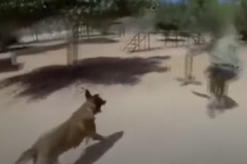 IDF combat dog