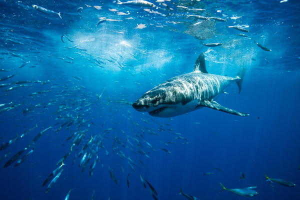 Gruesome shark attacks kill 2 at Egyptian Red Sea resorts