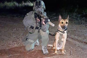 combat dog