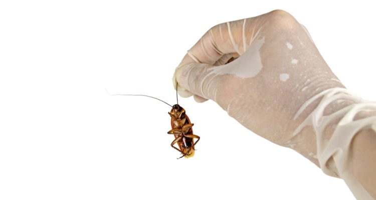 Nightmare: Israeli doctor removes live cockroach from woman’s ear