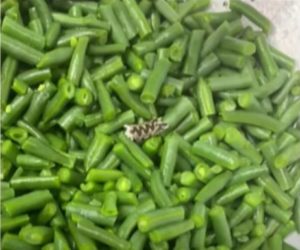 snake in sunfrost beans