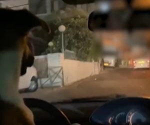 Dog driving car in Arab Israeli village.v2