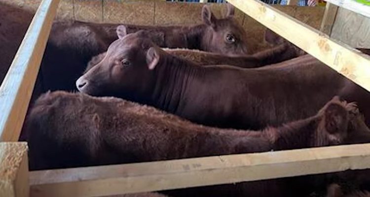 Sign of the messiah? Five red heifers, eligible for ‘purification,’ arrive in Israel