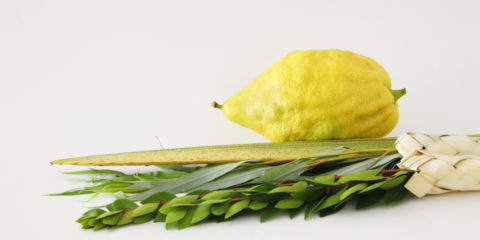 lulav and etrog