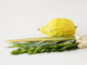 lulav and etrog