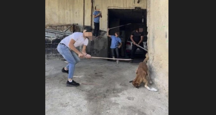 Hebron Arabs torture, massacre stray dogs for cash reward from mayor