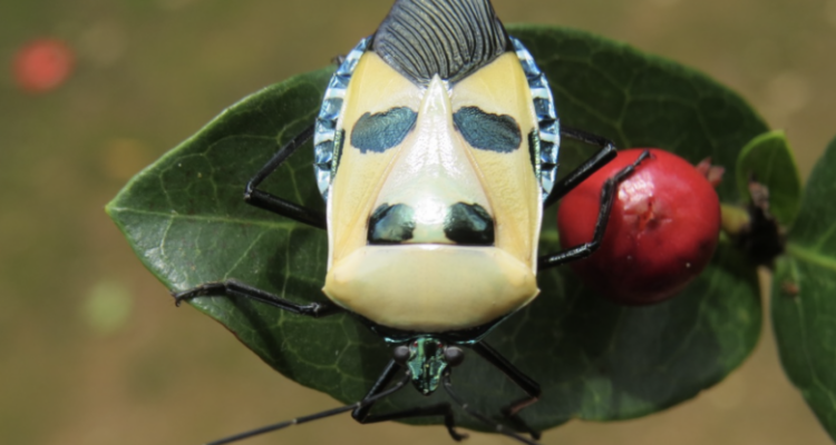 Insect named for Hitler draws criticism from organizational, academic circles