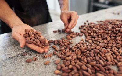 selecting cocoa beans