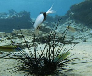 urchin sea fish