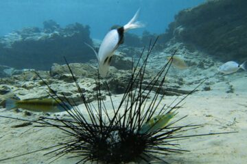 urchin sea fish