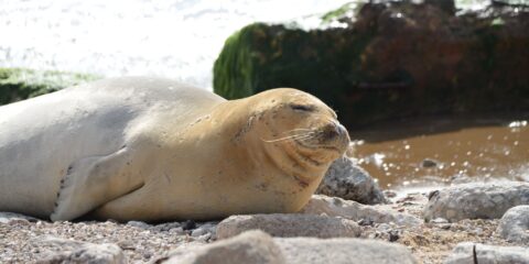 An extremely rare seal turned up to rest on a beach in central Israel on May 12, 2023