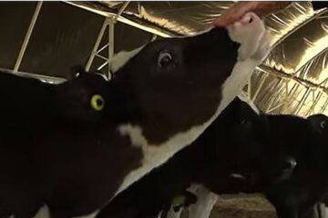 cows in Halutza dairy farm.v1