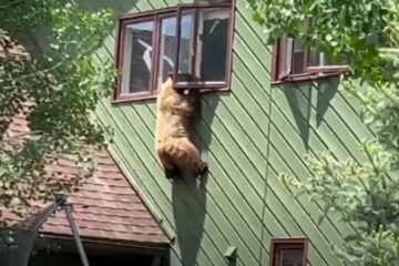 Bear climbs into a Colorado home