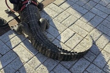 Pet alligator
