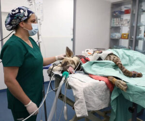 Veterinarians operate on an injured striped hyena at Israel's Wildlife Hospital in Ramat Gan