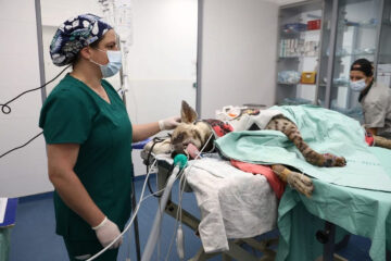 Veterinarians operate on an injured striped hyena at Israel's Wildlife Hospital in Ramat Gan