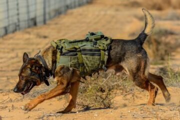 IDF dog