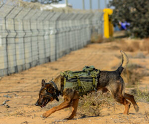 IDF dog
