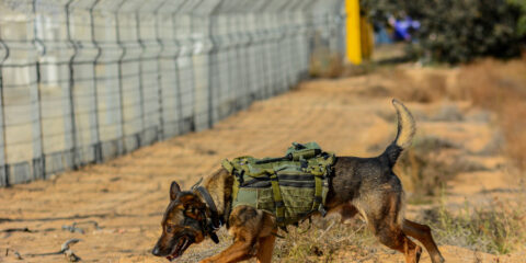 IDF dog