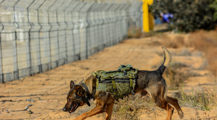 Hamas planted explosives under military dog’s body to lure soldiers into trap