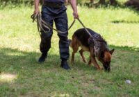 Search and rescue dog