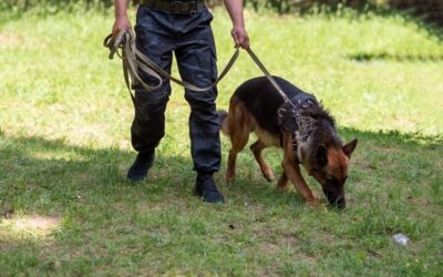 Search and rescue dog