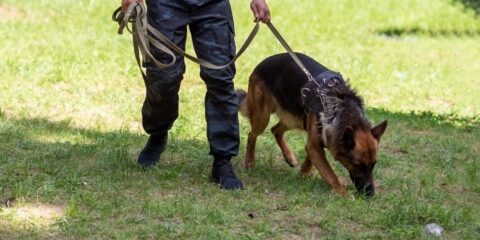 Search and rescue dog