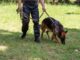 Search and rescue dog