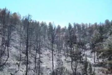 burned forest