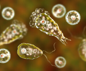 Naegleria Fowleri amoeba