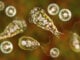 Naegleria Fowleri amoeba