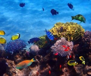 Eilat coral reef