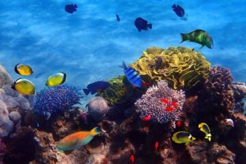 Eilat coral reef