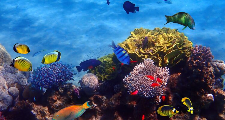 Eilat’s coral reefs in distress as sea temperatures soar, scientists warn