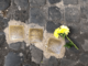 Stolpersteine