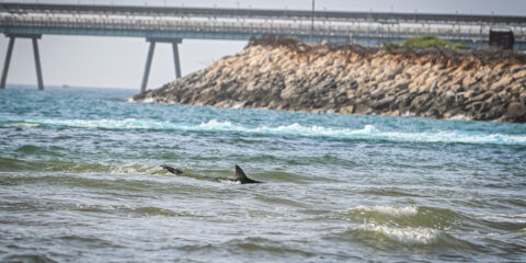 Hadera shark