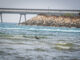 Hadera shark