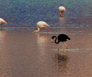 black flamingo