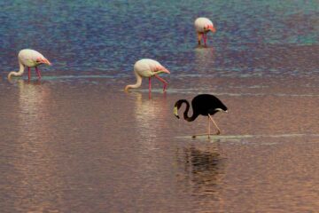 black flamingo
