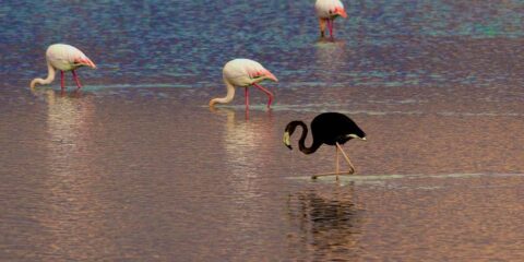 black flamingo