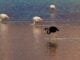 black flamingo