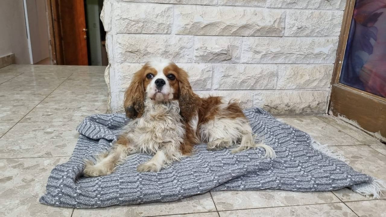 dog