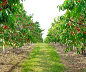 Cherry orchard